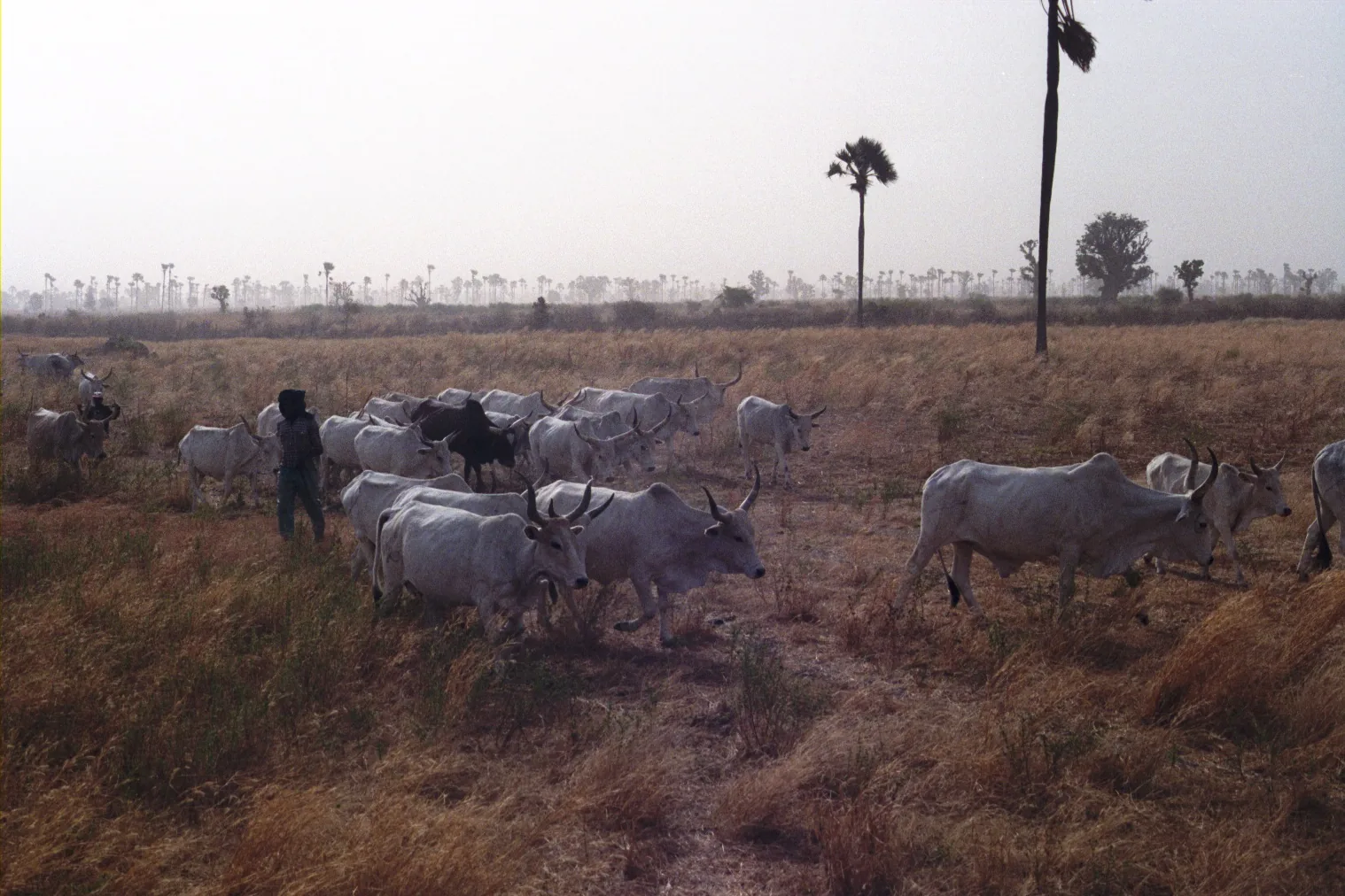 A herder moves a herd of long-horned cattle through dry golden grassland with palm trees and haze on the horizon at dusk.