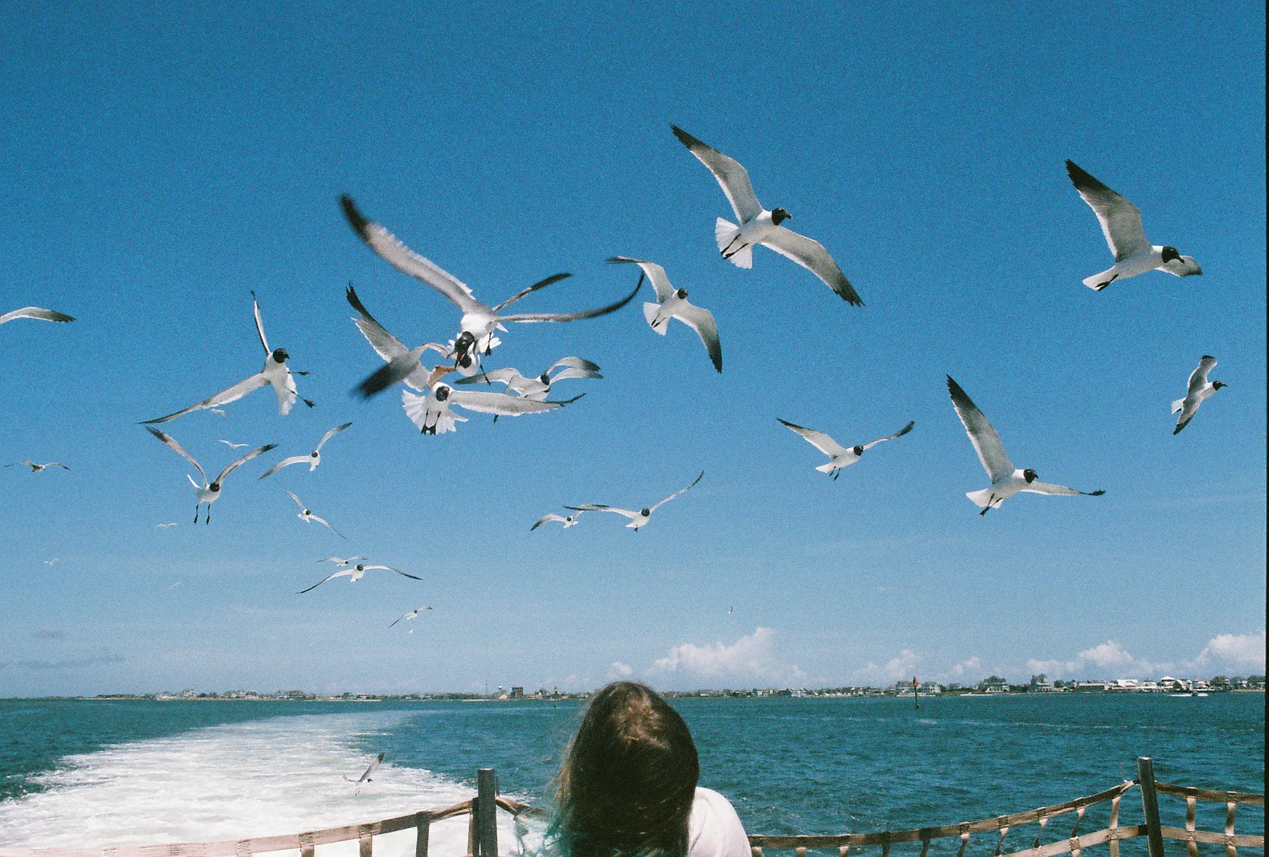 A flock of seagulls flies over blue water behind a boat wake while a person with long hair watches from the stern railing.