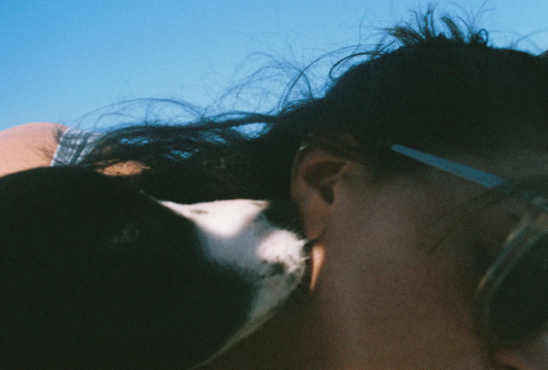 A black-and-white dog presses its nose against a woman's cheek and ear, her hair blowing across a clear blue sky.
