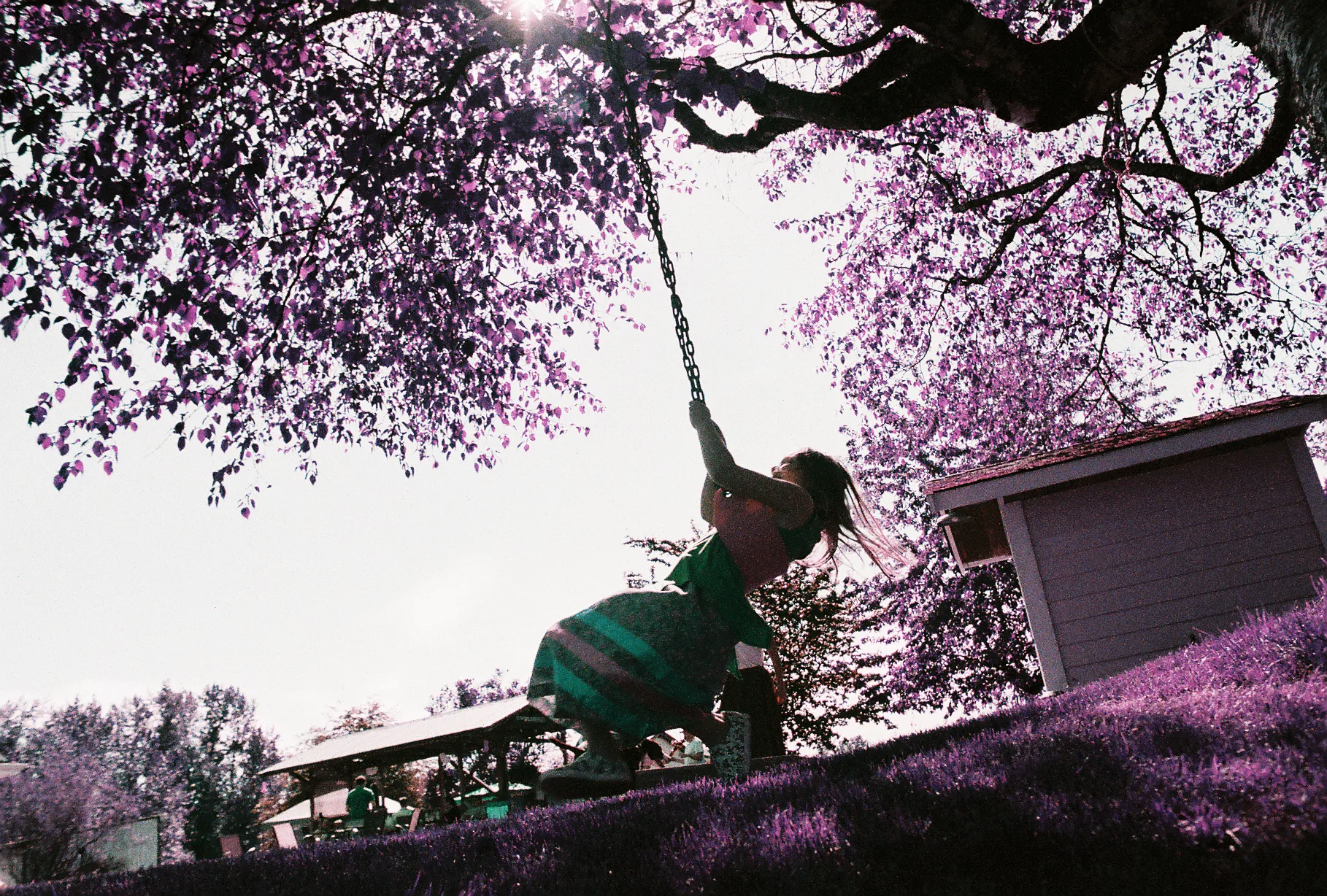 A child grips a hanging rope swing under a tree heavy with purple blossoms, backlit by the sun near a small shed.