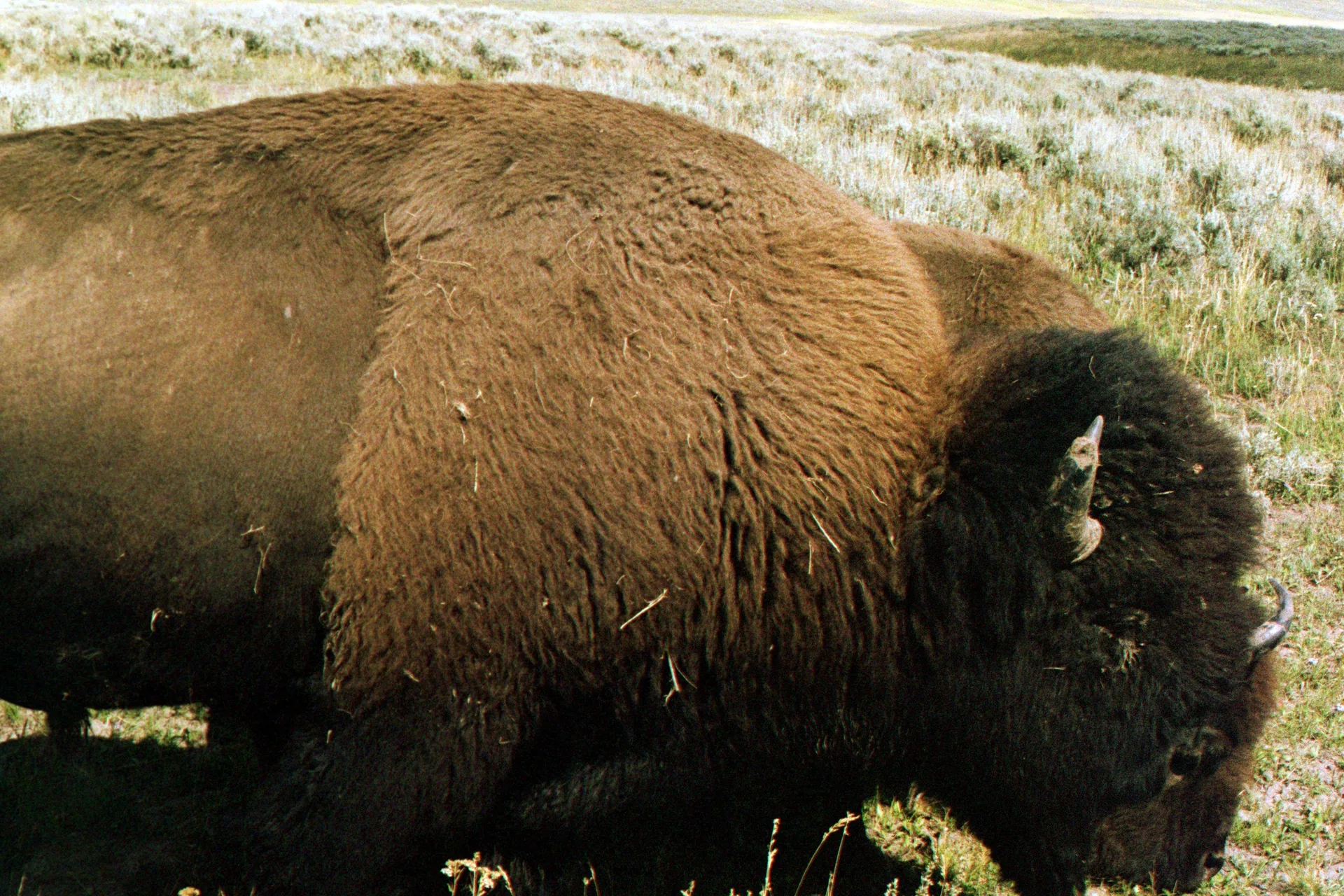A large brown bison grazes with its head lowered in a field of frost-covered grass under early morning light.