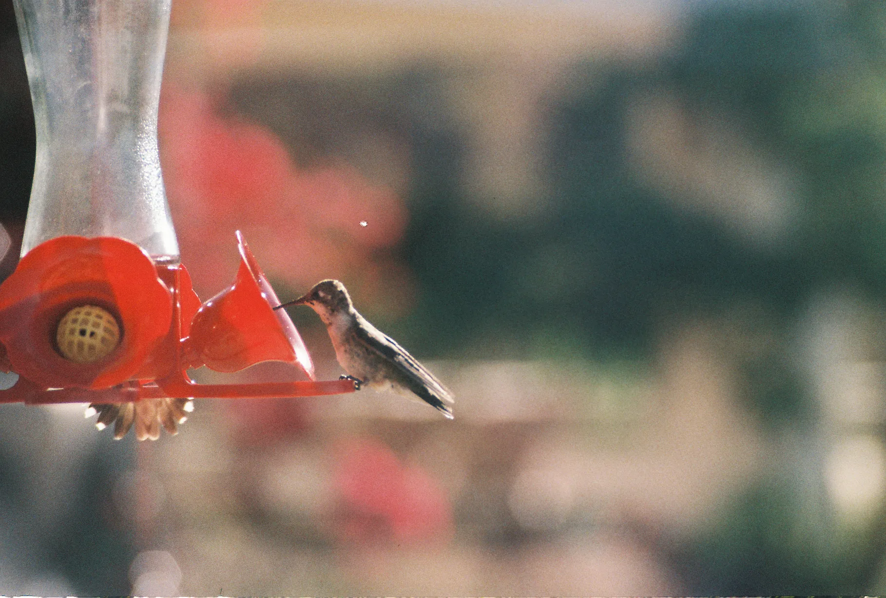 A small hummingbird perches at a red flower-shaped feeder against a soft blurred background of warm light and foliage.